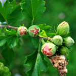 Produzione di nocciole italiane 60 ha