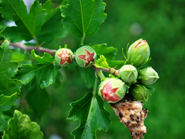 Produzione di nocciole italiane 60 ha